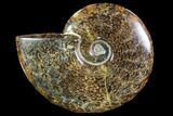 Polished, Agatized Ammonite (Cleoniceras) - Madagascar #88353-1